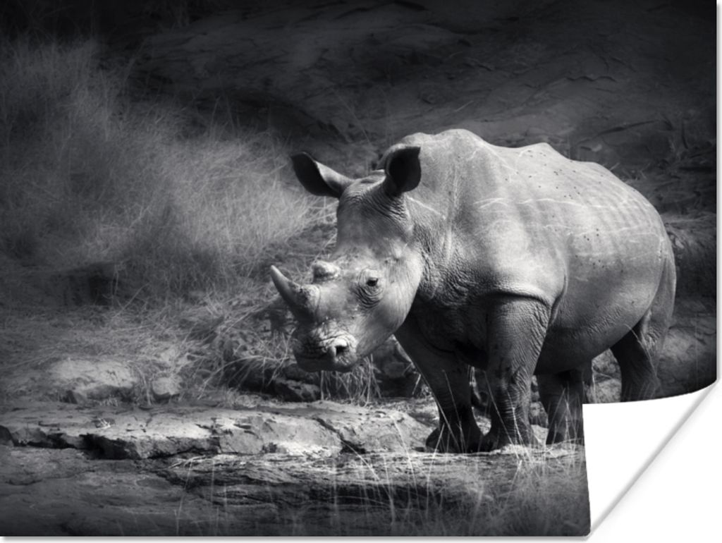 MuchoWow Poster Rhinozeros - Natur - Gras - Schwarz - Weiß 40x30 cm - Plakate für die Wände - Poster Wohnzimmer