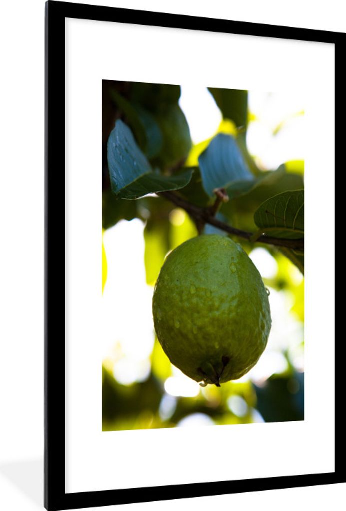MuchoWow Gerahmtes Poster Nahaufnahme von Guave Frucht in einem Baum mit Sonnenlicht dahinter 60x90 cm - Poster mit Schwarzem Bilderrahmen Wandpo...
