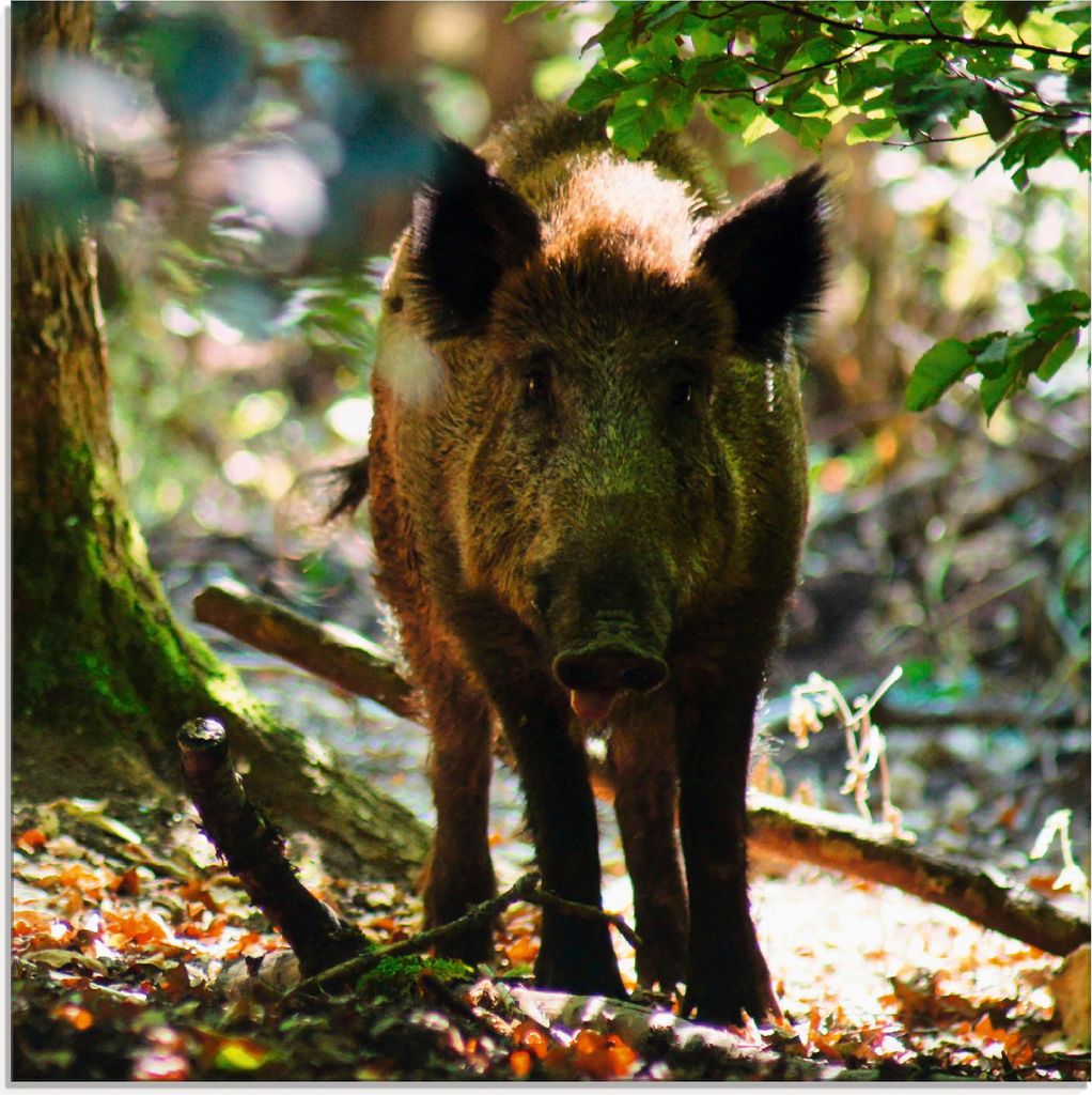 ARTland Glasbild Wildschwein Größe: 30x30 cm