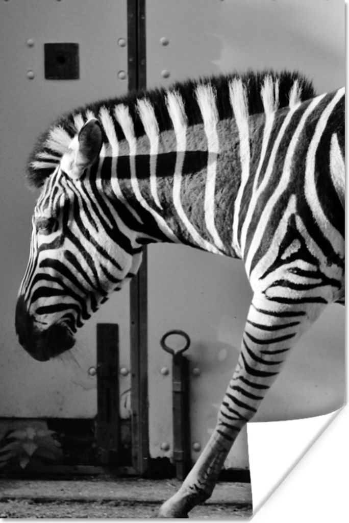 MuchoWow Poster Zebra - Wand - Tür - Tiere - Schwarz und weiß 60x90 cm - Wanddekoration