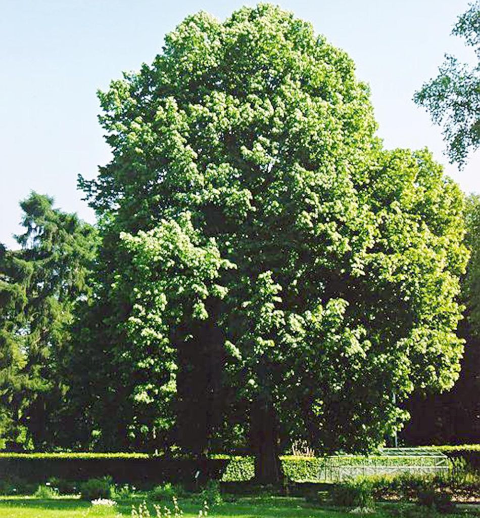 A large, mature tree with lush green foliage stands in a park-like setting with a manicured hedge and grass in the foreground.