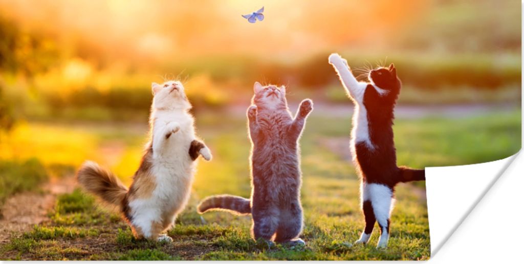 MuchoWow Poster Katzen - Schmetterling - Sonnenuntergang - Gras - Natur 40x20 cm - Poster für die Wand - Poster Schlafzimmer