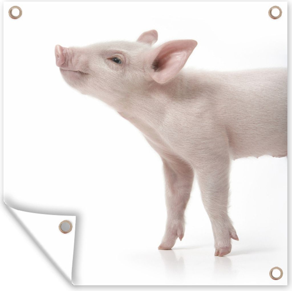 MuchoWow 50x50 cm Outdoor-Poster Gartendeko Sichtschutz Garten Poster für den Garten Schwein mit Blick nach oben auf einem weißen Hintergrund