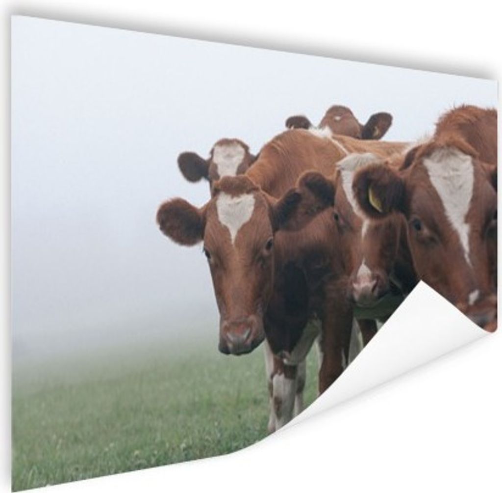 MuchoWow Poster Kühe - Braun - Nebel 180x120 cm - Fotoplakat