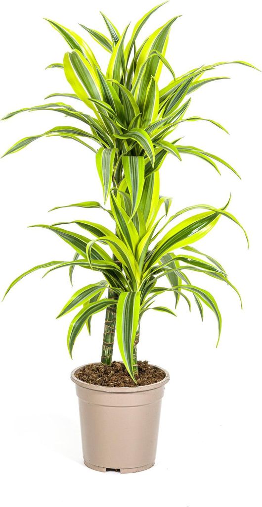 Drachenbaum Dracaena Deremensis Lemon Lime Zimmerpflanze Ø19cm 70-90cm hoch