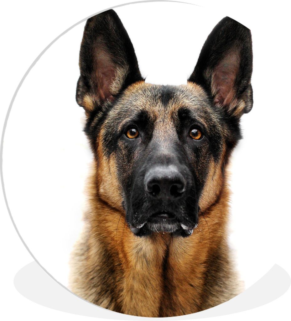 MuchoWow Rundes Wandbild - Runde Bilder Deutscher Schäferhund mit weißem Hintergrund Ø 30 cm Kreis Wanddekoration Kunststoff - Wandkreis - Wan...
