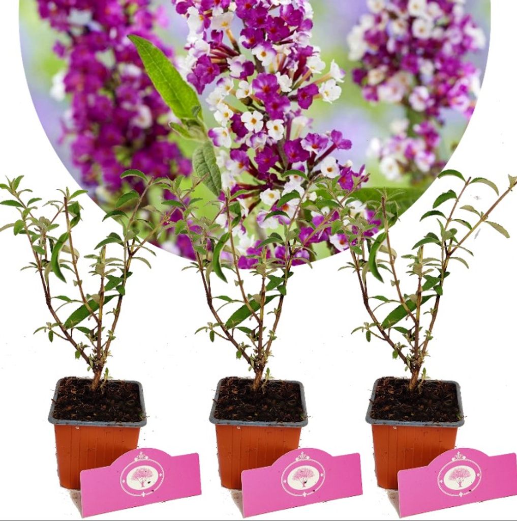 Set mit 3 Schmetterlingssträuchern - Buddleja davidii 'Berries & Cream' - Zwei Farben - Höhe 25 cm - 9 cm Topf