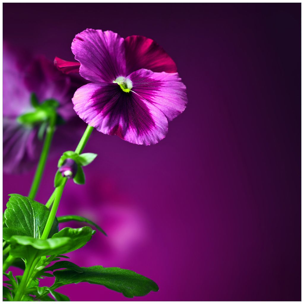 Wallario Premium Glasbild, freischwebende Optik, kräftige Farben, Größe 50 x 50 cm Motiv Lila Stiefmütterchen