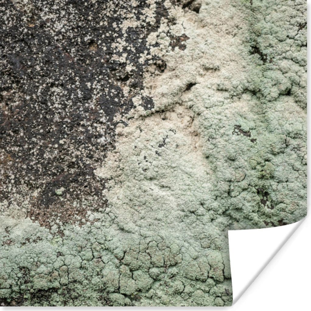 MuchoWow Poster Moos - Grau - Grün 75x75 cm - Wand Dekoration