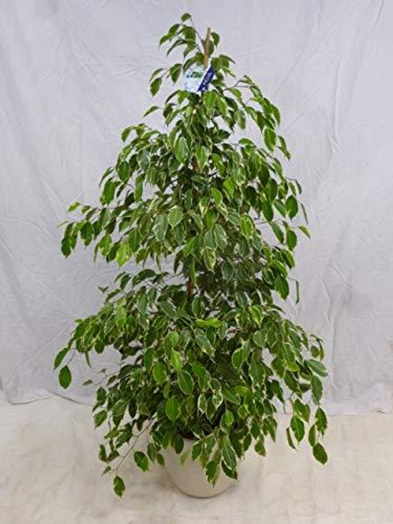 [Palmenlager] - XL Ficus benjamini "Golden King" 150 cm // Produktbild 