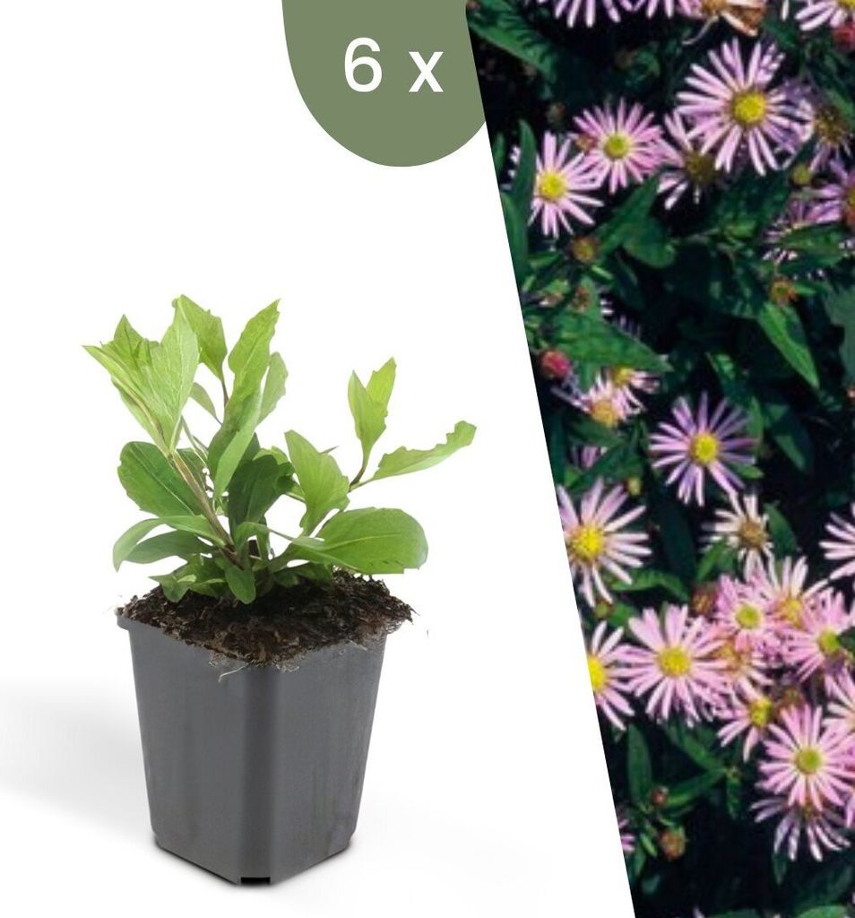 Plants by Frank | 6 Aster Pflanzen | Aster Ageratoides 'Asran' | Bodendecker | Winterhart | Mehrjährig | Blütenstauden | Wild-Aster | Standfeste ...