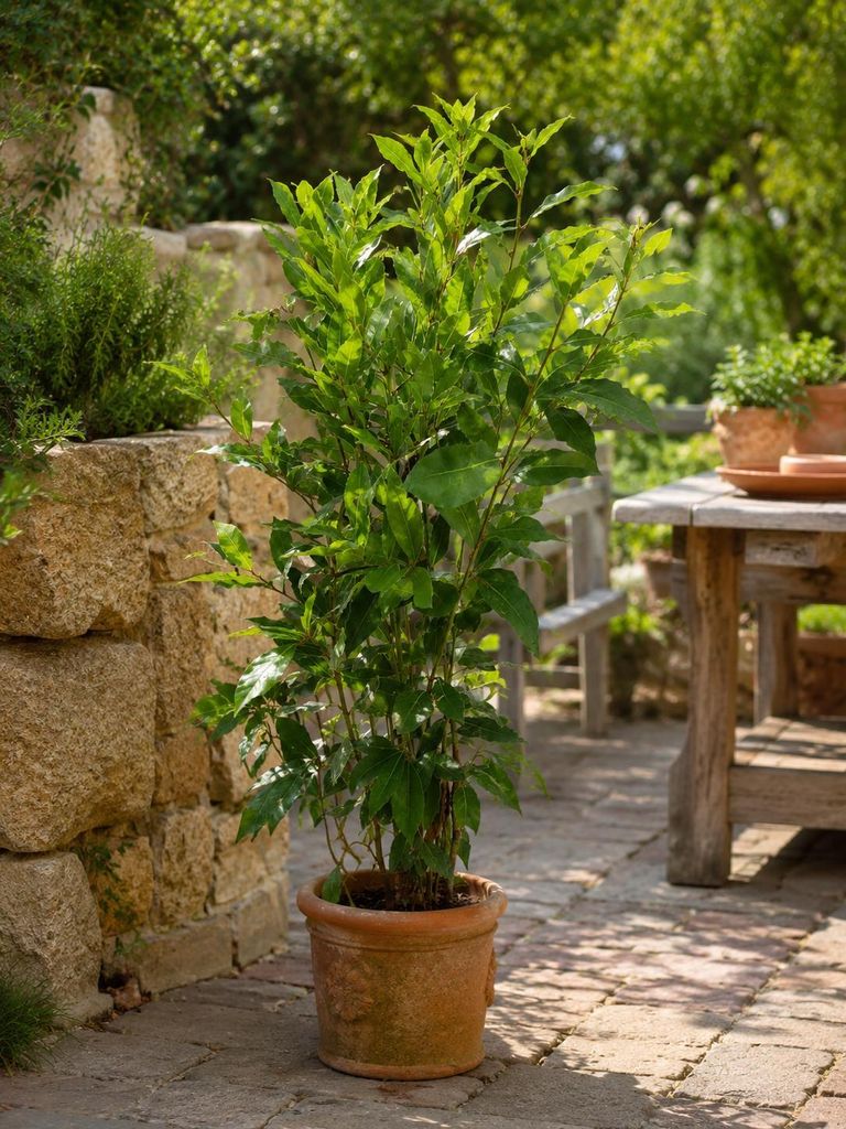 Echter Gewürzlorbeer Laurus nobilis 100–120 cm, winterhart Produktbild 