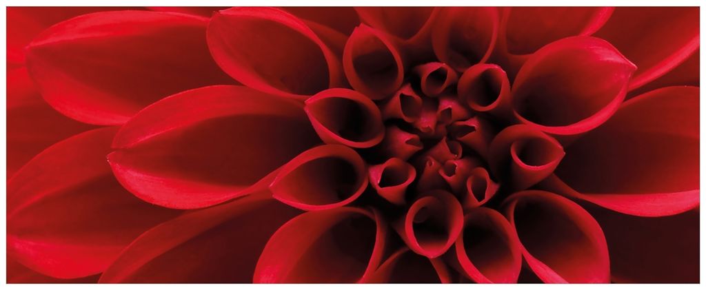 Wallario Wandbild aus Acryl, 200 x 80 cm, freischwebende Optik - Rote Dahlienblüte in Nahaufnahme