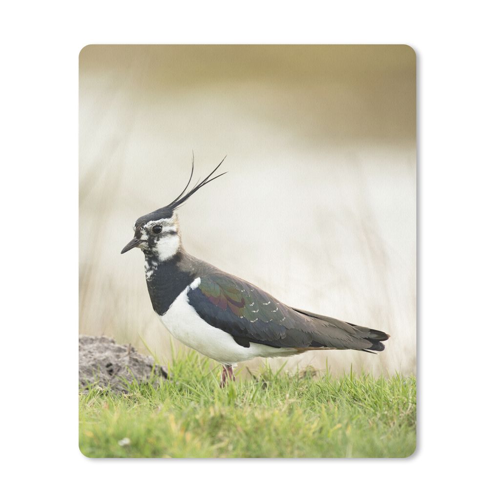 MuchoWow Mauspad Mousepad Vogel - Gras - Tiere - Natur - Kiebitz 30x40 cm - Mousepads - Maus Mat - Pad - Mausunterlage - Mausmatten