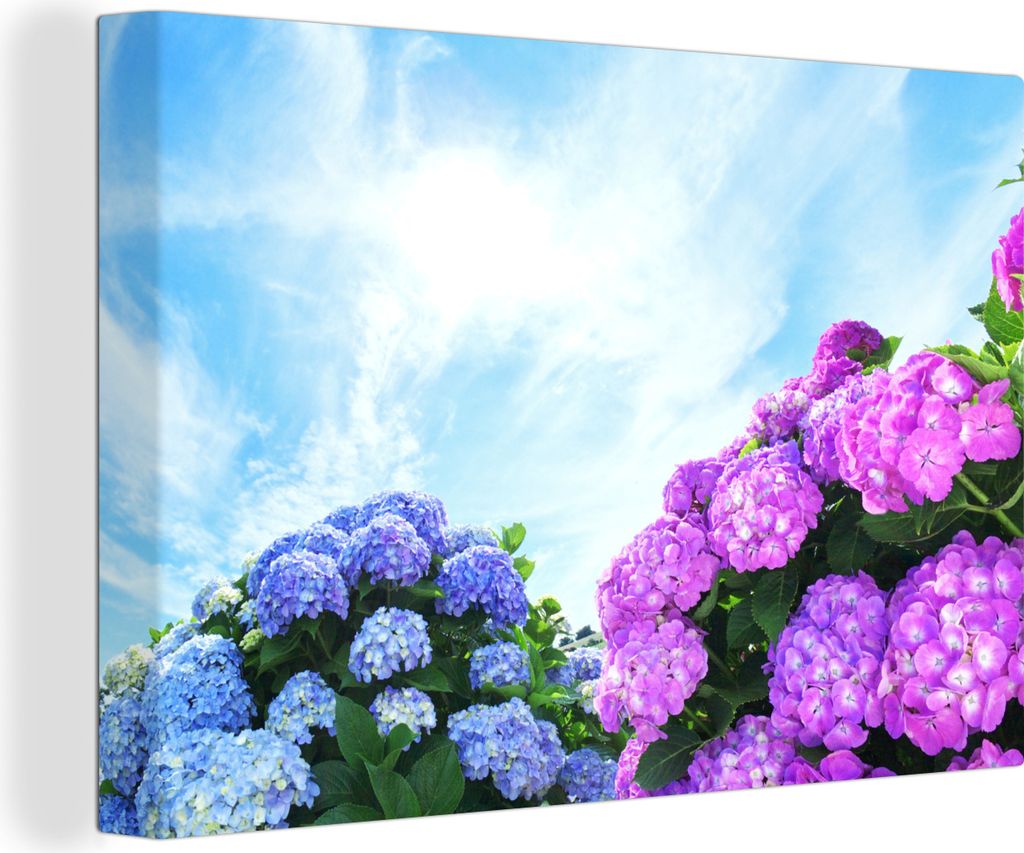 OneMillionCanvasses - Leinwandbilder - 150x100 cm, Hortensie für blauen Himmel, Wandbilder Kunstdruck Wanddekoration
