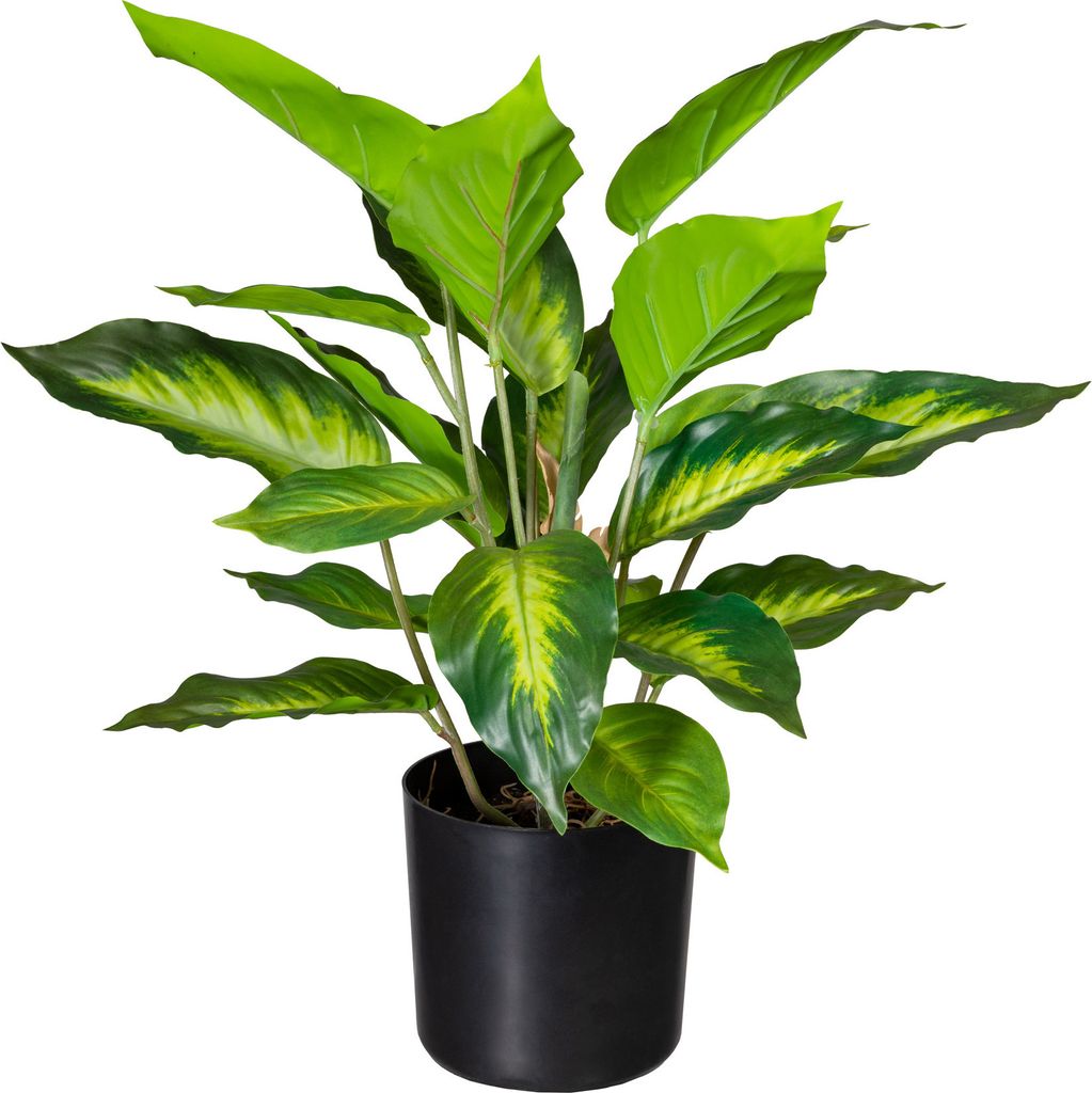 Kunstpflanze Dieffenbachia - Grün - Schwarz - Produktbild 