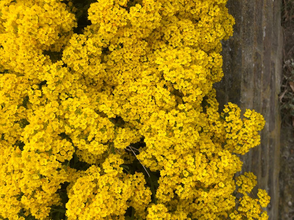 6 x Aurinia saxatilis 'Compacta' - Schildsamen im 9x9 cm Topf