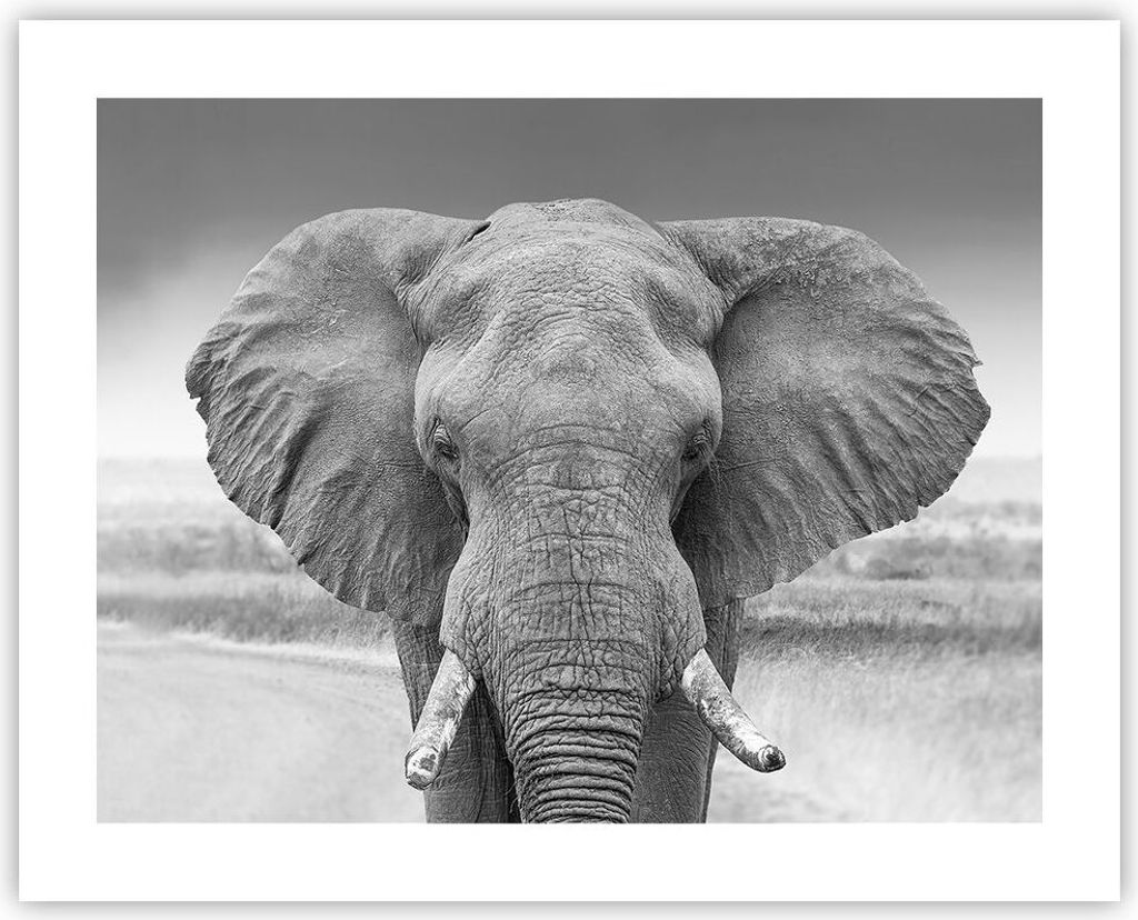Poster - Poster ohne Rahmen - Elefant Afrika Tier - 50x40 cm - Wand Bild - Wanddeko - Wandbilder - Kunstposter - Wandposter - Bilder - Kunstdruck -...