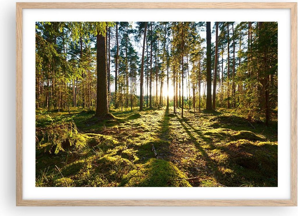 Gerahmtes Poster - Rahmen in heller Eiche - Wald Baum Natur - 70x50 cm - Wand Bild - Wanddeko - Wandbilder - Kunstposter - Wandposter - Bilderrahme...