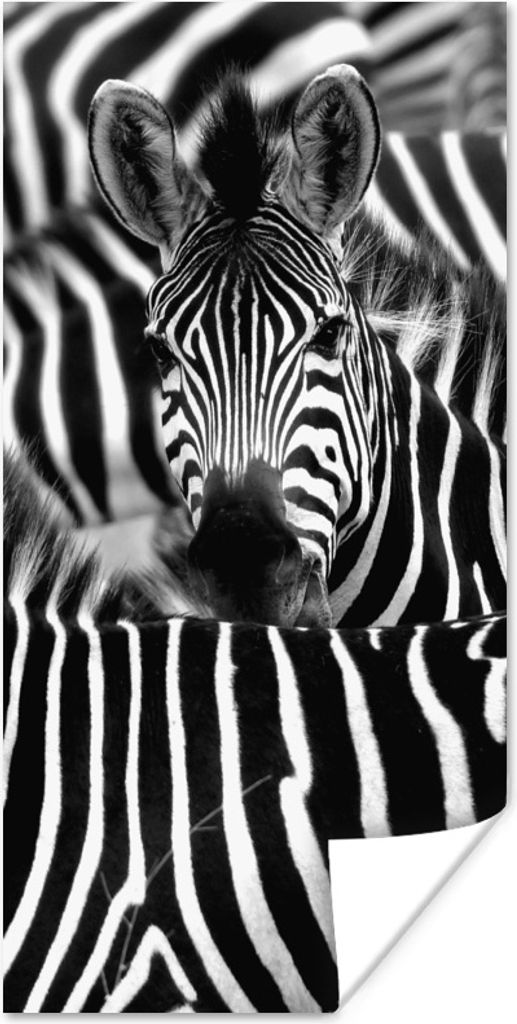 MuchoWow Poster Zebra schwarz-weiß Fotodruck 80x160 cm - Kinderzimmer
