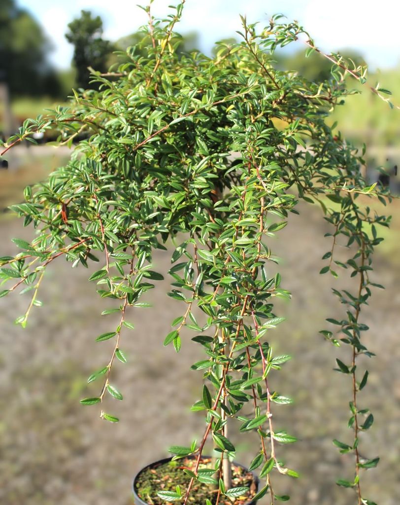 Zwergmispel Cotoneaster Salicifolius Gnom Hochstamm 125 - 150 cm Mispel