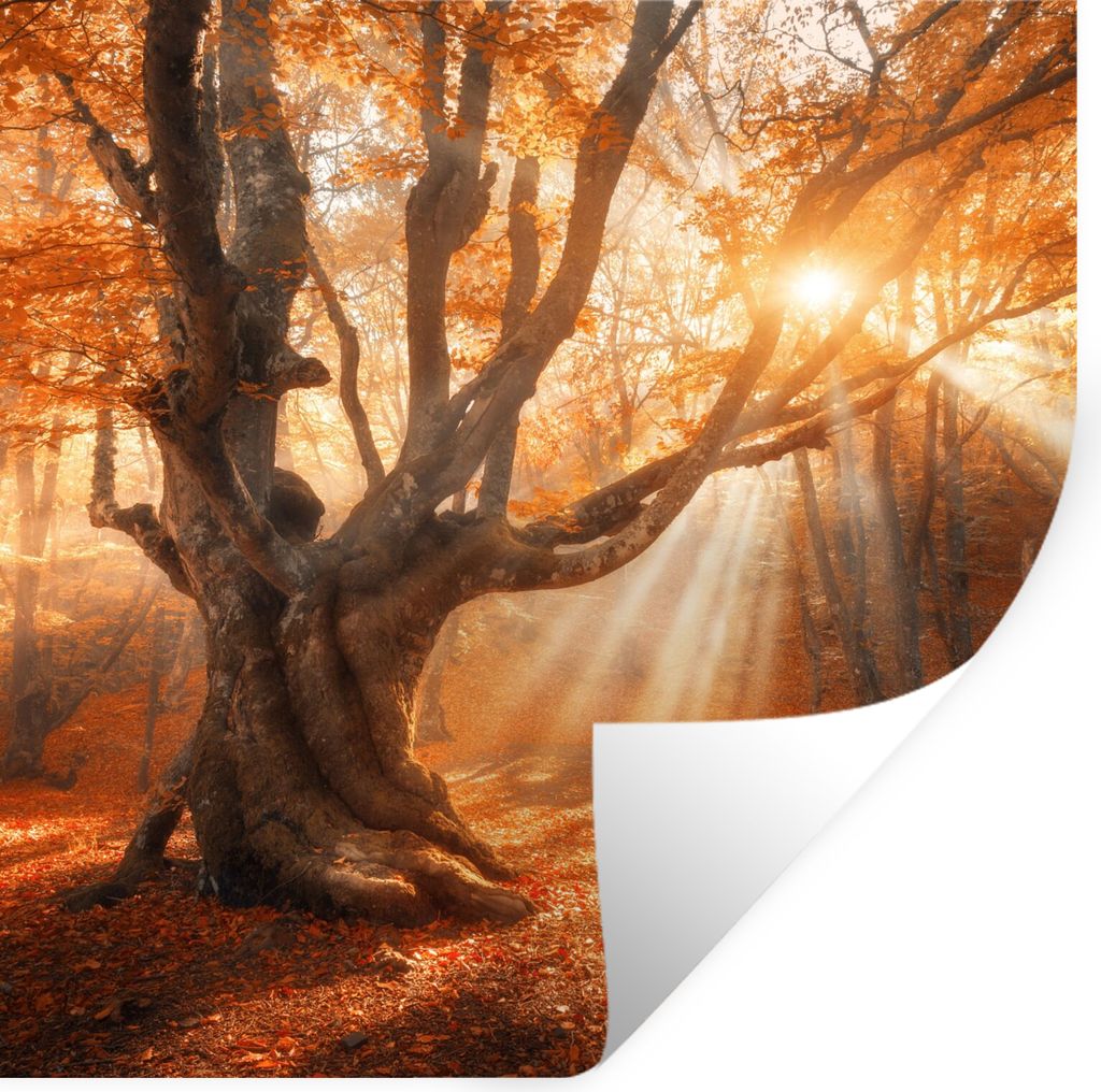 MuchoWow Wandtattoo Wandsticker Wandaufkleber Baum - Natur - Herbst 50x50 cm Selbstklebend und Repositionierbar - Selbstklebend - Fototapeten