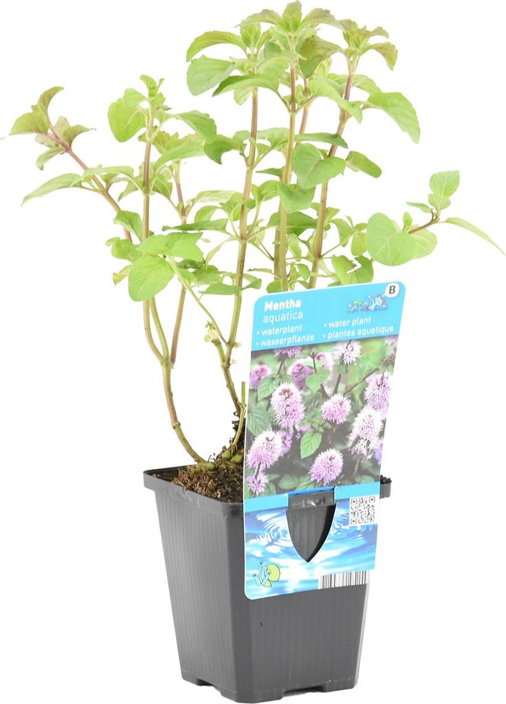 Bloomique - Mentha Aquatica - Wasserminze - Teichpflanzen Produktbild 