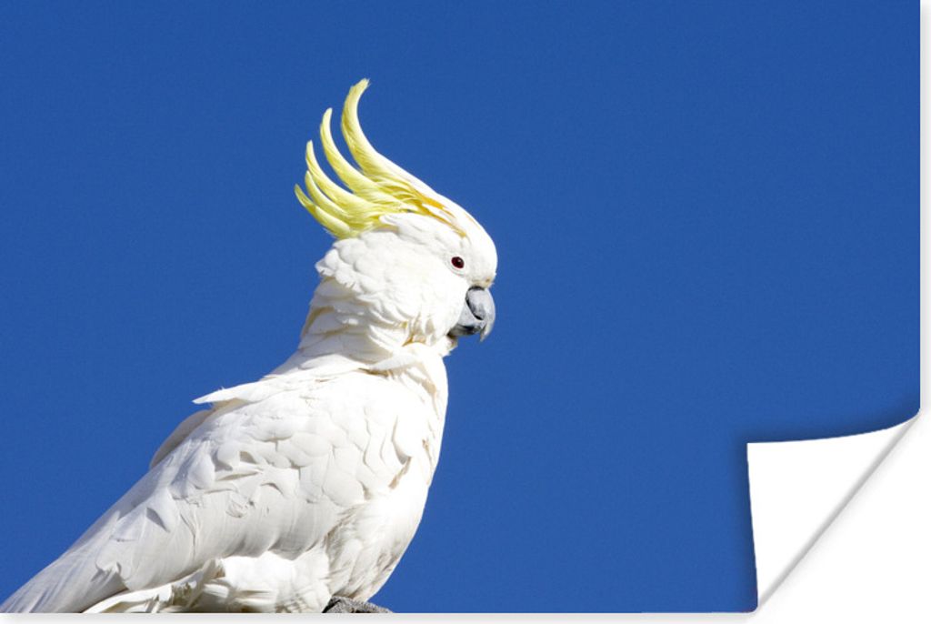 MuchoWow Poster Weißer Kakadu mit einem gelben Kamm in einem blauen Himmel 180x120 cm - Fotoplakat