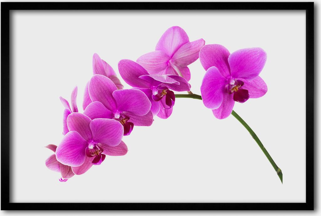 Bild 60x40 MDF-Rahmen, Wandkunst rosa Orchidee
