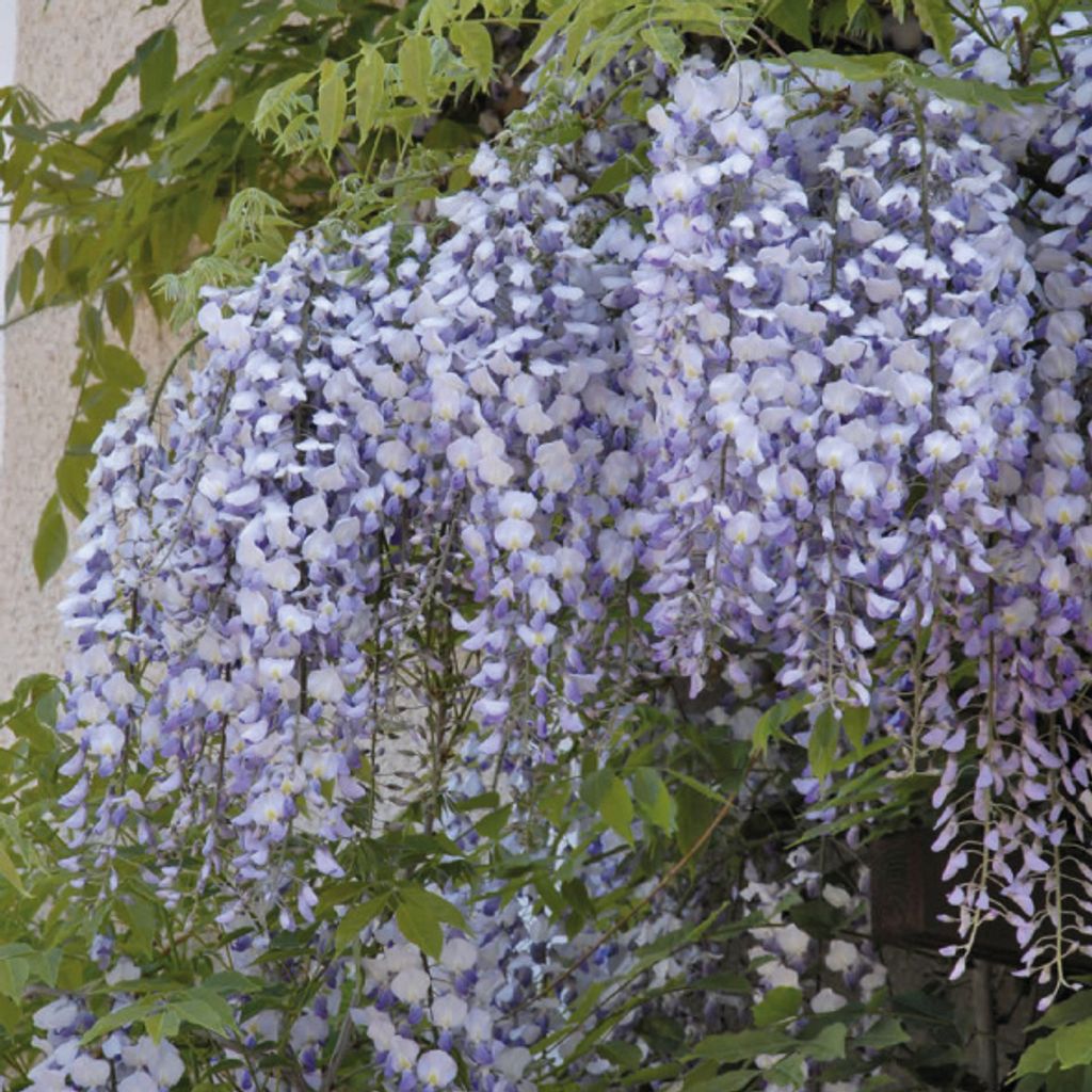 Glicynia (Wisteria) chińska Amethyst 2L Zdjęcie produktu 