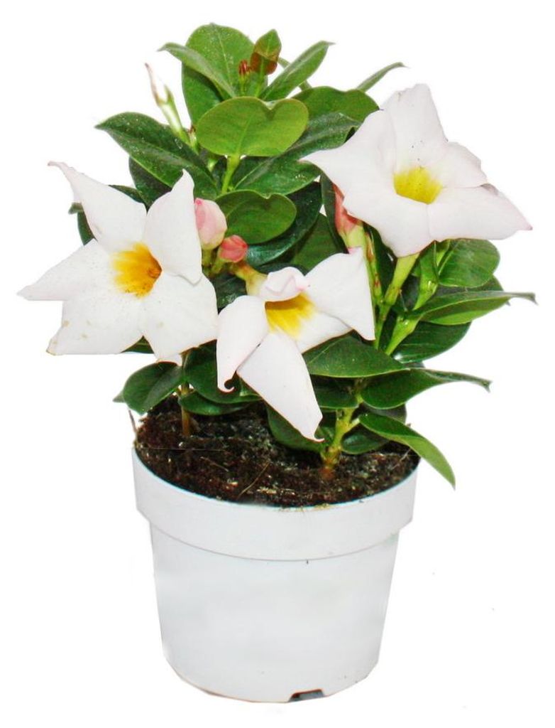 Dipladenia - Chilský jasmín - 10cm květináč - 1 rostlina - Obrázek produktu 