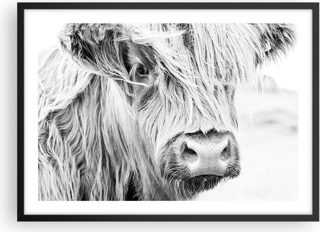 Gerahmtes Poster - Schwarzer Rahmen - Kuh Scotch Tier - 70x50 cm - Wand Bild - Wanddeko - Wandbilder - Kunstposter - Wandposter - Bilderrahmen - Bi...