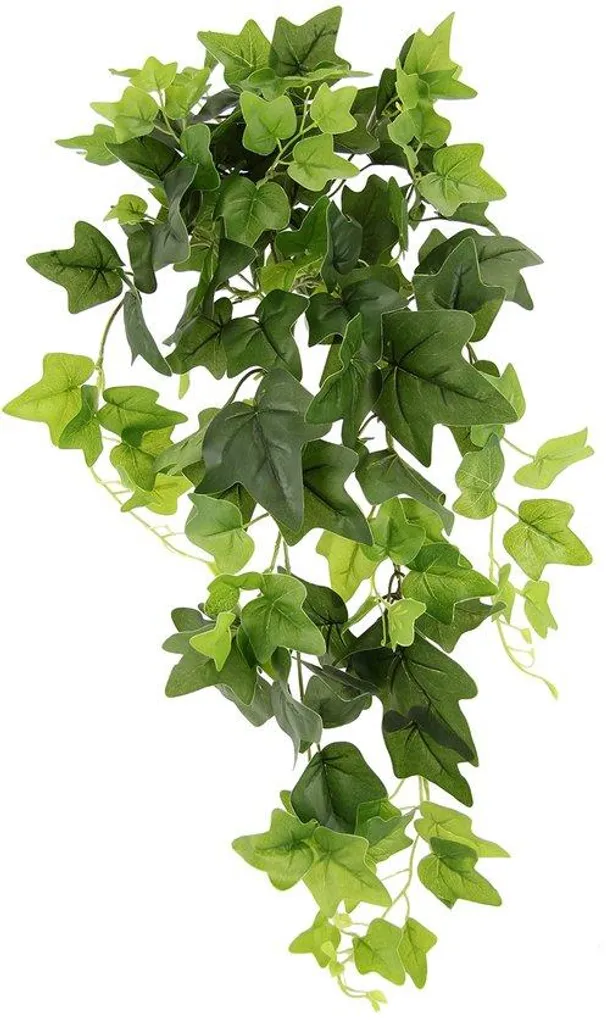 Plante grimpante Ivy idéale pour créer un brise-vue naturel extérieur