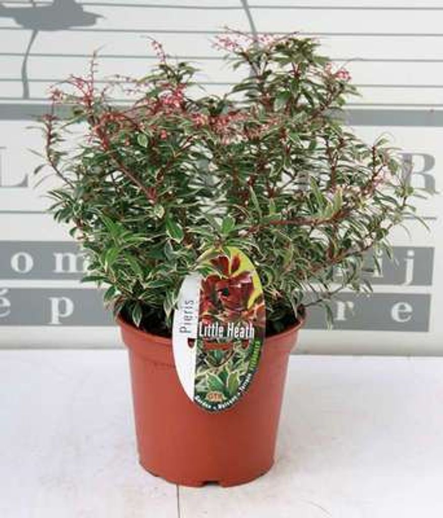 Pieris jap. 'Little Heath' - Weißbunte Lavendelheide 20- 30 cm - Container