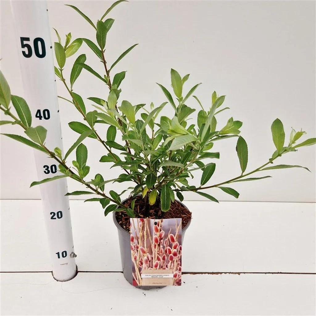 Saule Mount Aso 25-30 cm : Colorez votre jardin triste en hiver