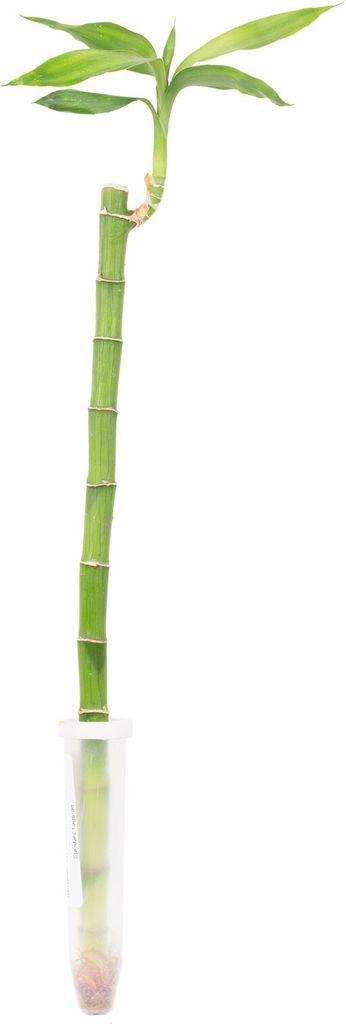 Bambù fortunato in tubo - Dracaena Sanderiana con stelo Immagine del prodotto 