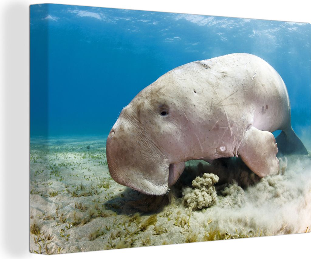 OneMillionCanvasses - Leinwandbilder - 140x90 cm, Ein Dugong ernährt sich von Seegras, Wandbilder Kunstdruck Wanddekoration - Foto auf Leinwand ...