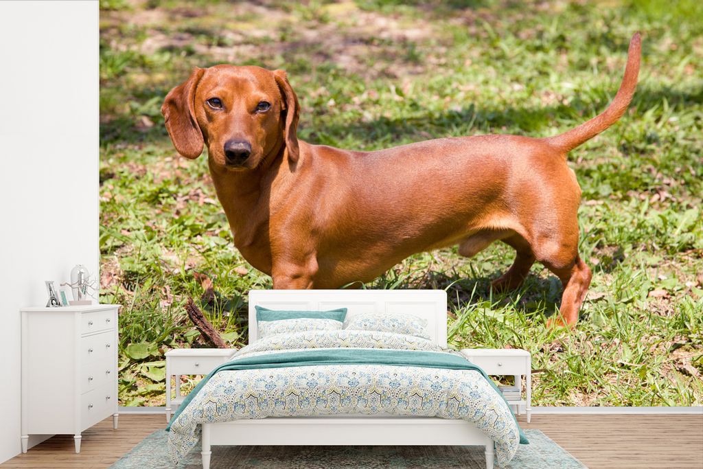 MuchoWow Fototapete für Wohnzimmer oder Schlafzimmer Wandtapete Vinyl Motivtapete Schöner Dackel auf einer sonnigen Wiese - 360x240 cm - Vinyl-...