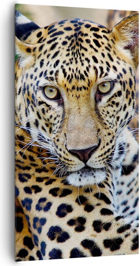 Bild auf Leinwand - Leinwandbild - Leopardpanther Katze Tier Savanne - 65x120cm - Wand Bild - Wanddeko - Leinwanddruck - Bilder - Kunstdruck - Lein...