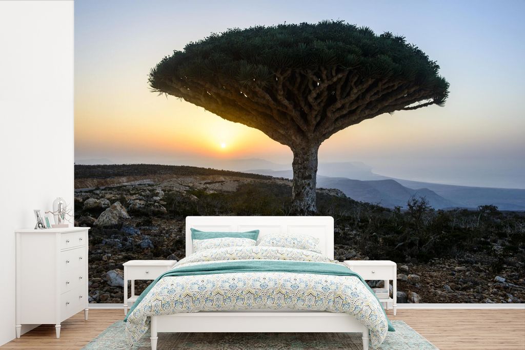 MuchoWow Fototapete für Wohnzimmer oder Schlafzimmer Wandtapete Vinyl Motivtapete Berühmter Drachenbaum bei Jemen im Nahen Osten - 330x220 cm -...