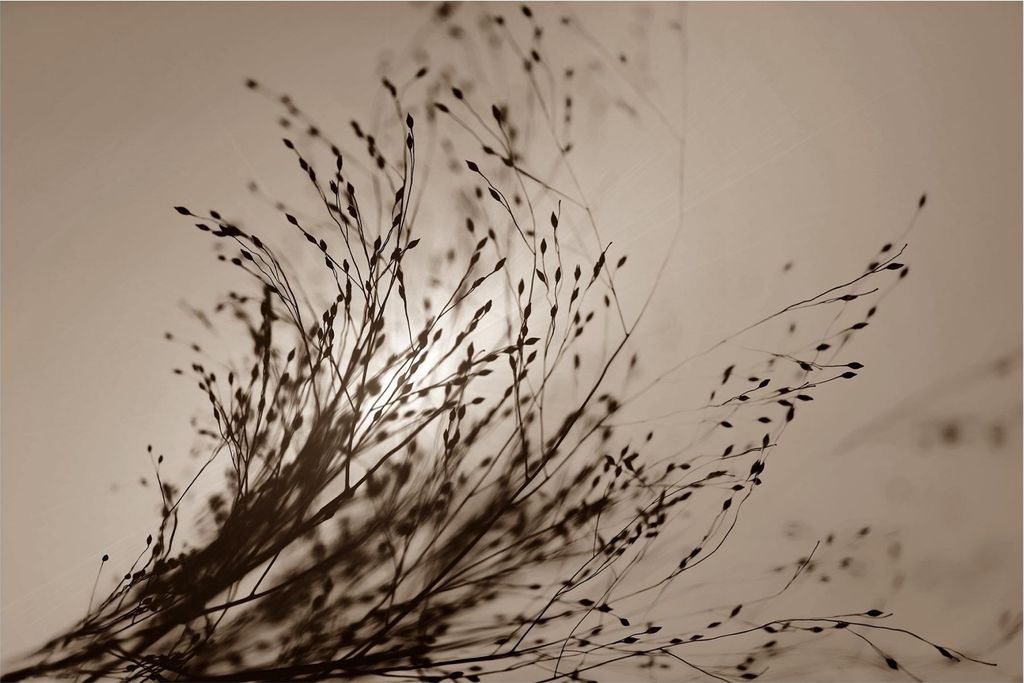 Fototapete Blumen - Vliestapete - Bildtapete UV-beständig Gräser braun Landhaus Wandtapete geruchsfrei