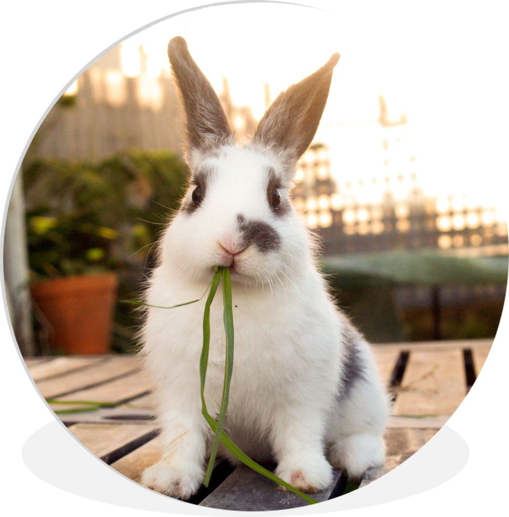 MuchoWow Rundes Wandbild - Runde Bilder Kaninchen - Baby - Essen Ø 30 cm Kreis Wanddekoration Kunststoff - Wandkreis - Wandschmuck - Schlafzimme...