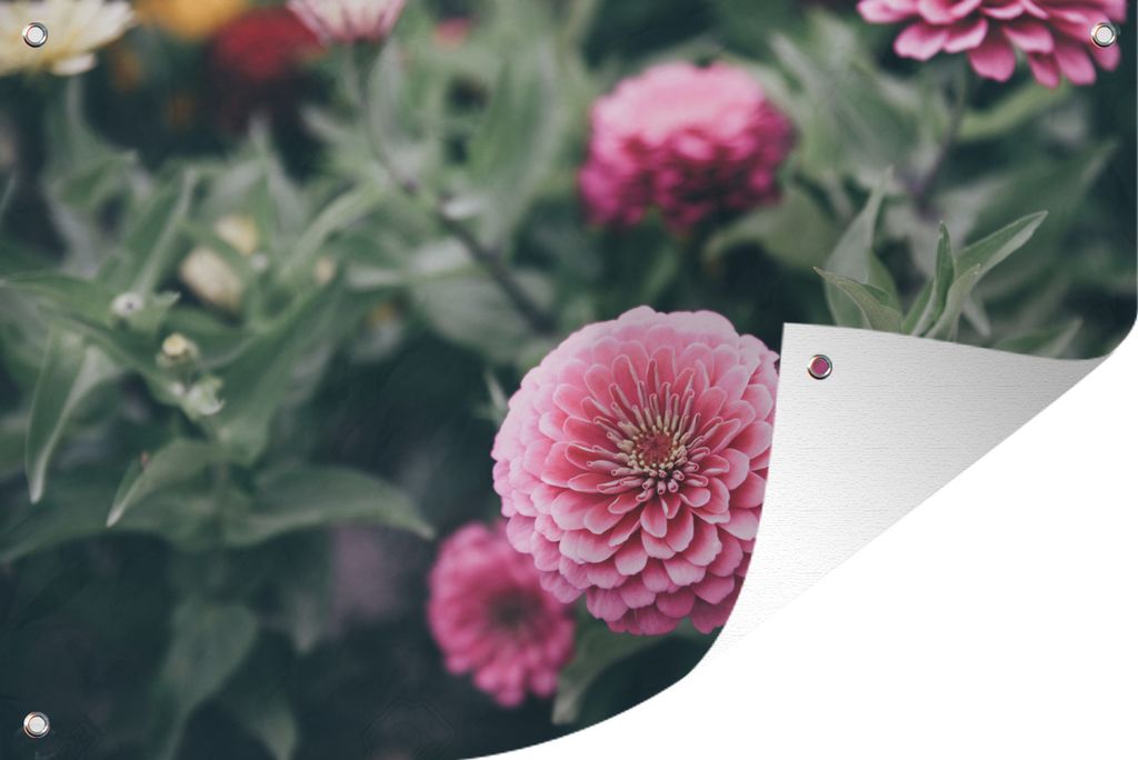 MuchoWow 90x60 cm Outdoor-Poster Gartendeko Sichtschutz Garten Poster für den Garten Dahlie zwischen Blättern