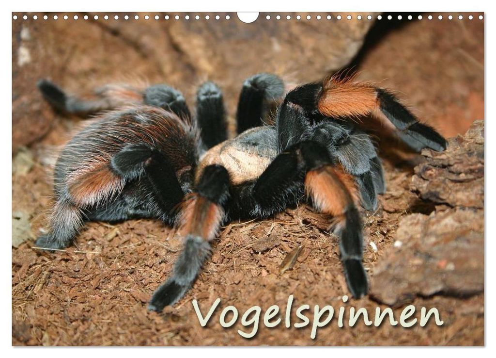 Vogelspinnen (Wandkalender 2027 DIN A3 quer), CALVENDO Monatskalender