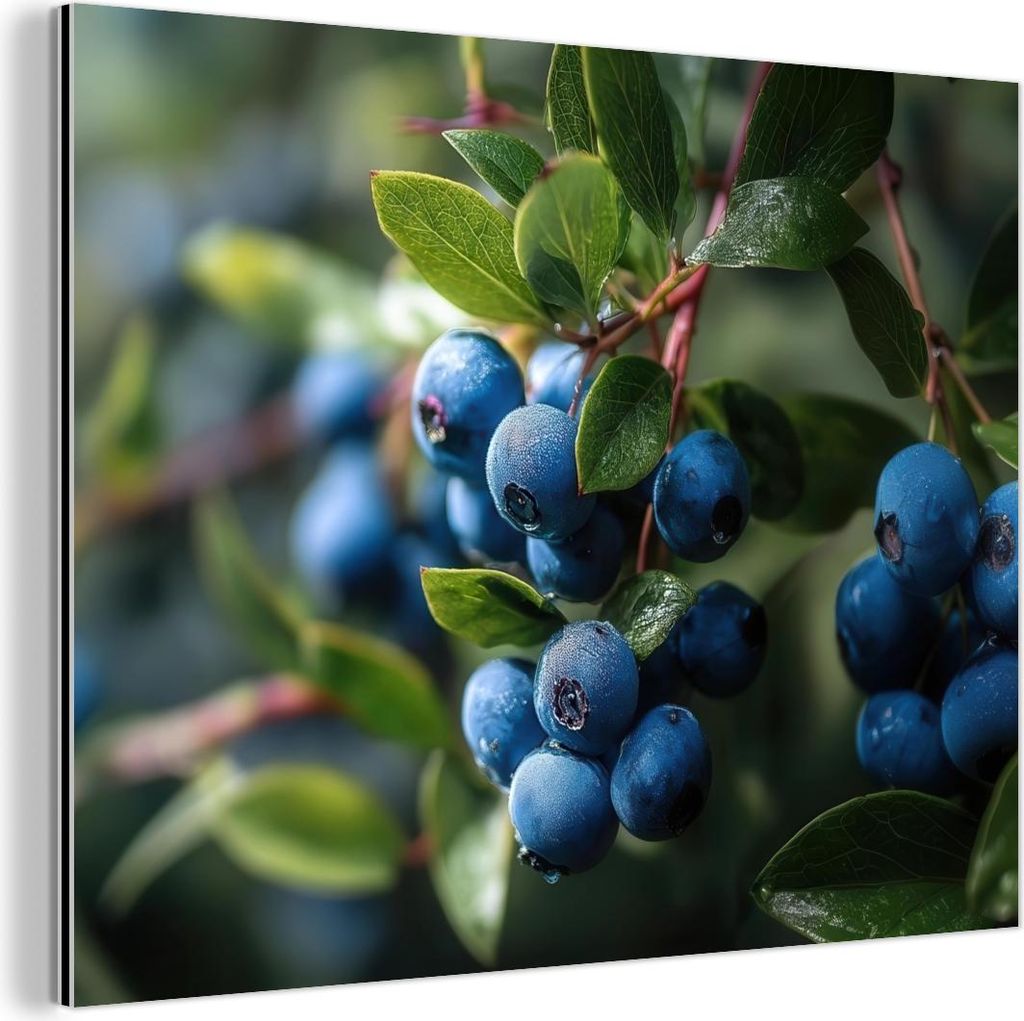 MuchoWow Wanddekoration Metall Metallbild Wandkunst 40x30 cm Blaubeeren - Tautropfen - Natürliches Licht MuchoWow Aluminium Gemälde - Dekoration ...