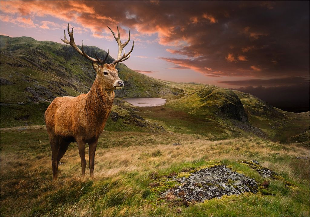 Vlies Fototapete Hirsch Tiere 450x315 cm Tapeten Wandtapete XXL Landschaft Natur g-B-0220-a-a