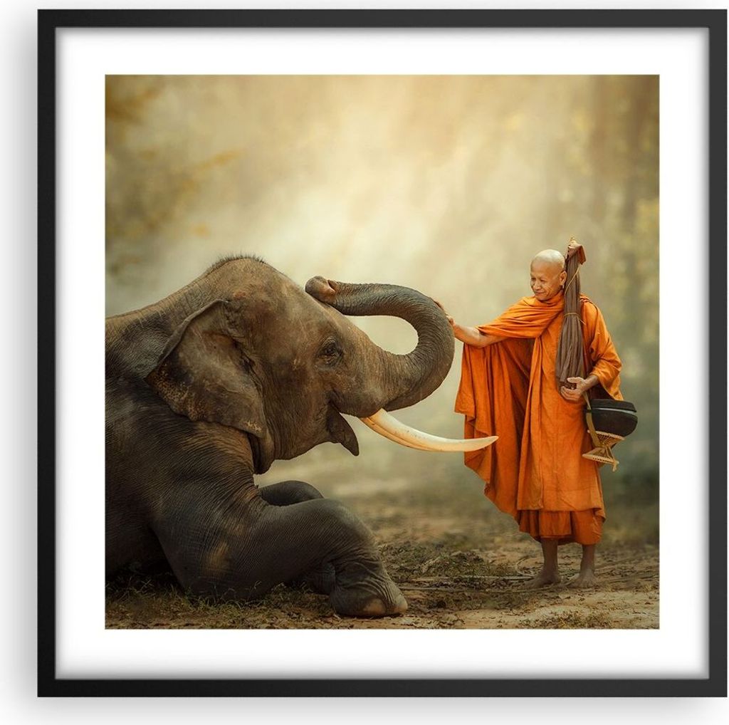 Gerahmtes Poster - Schwarzer Rahmen - Elefant Mönch Stoßzahn - 50x50 cm - Wand Bild - Wanddeko - Wandbilder - Kunstposter - Wandposter - Bilderra...