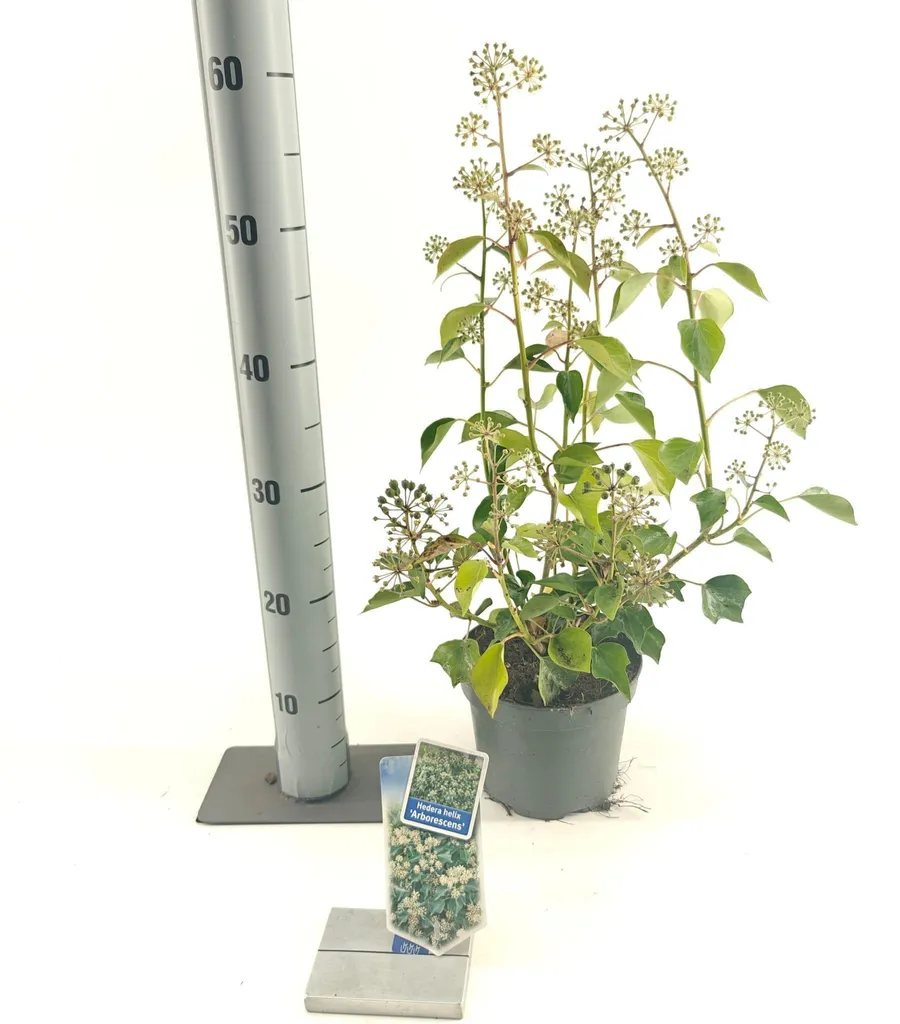 Hedera helix Arborescens - Lierre arbustif persistant en pot 30-35 cm