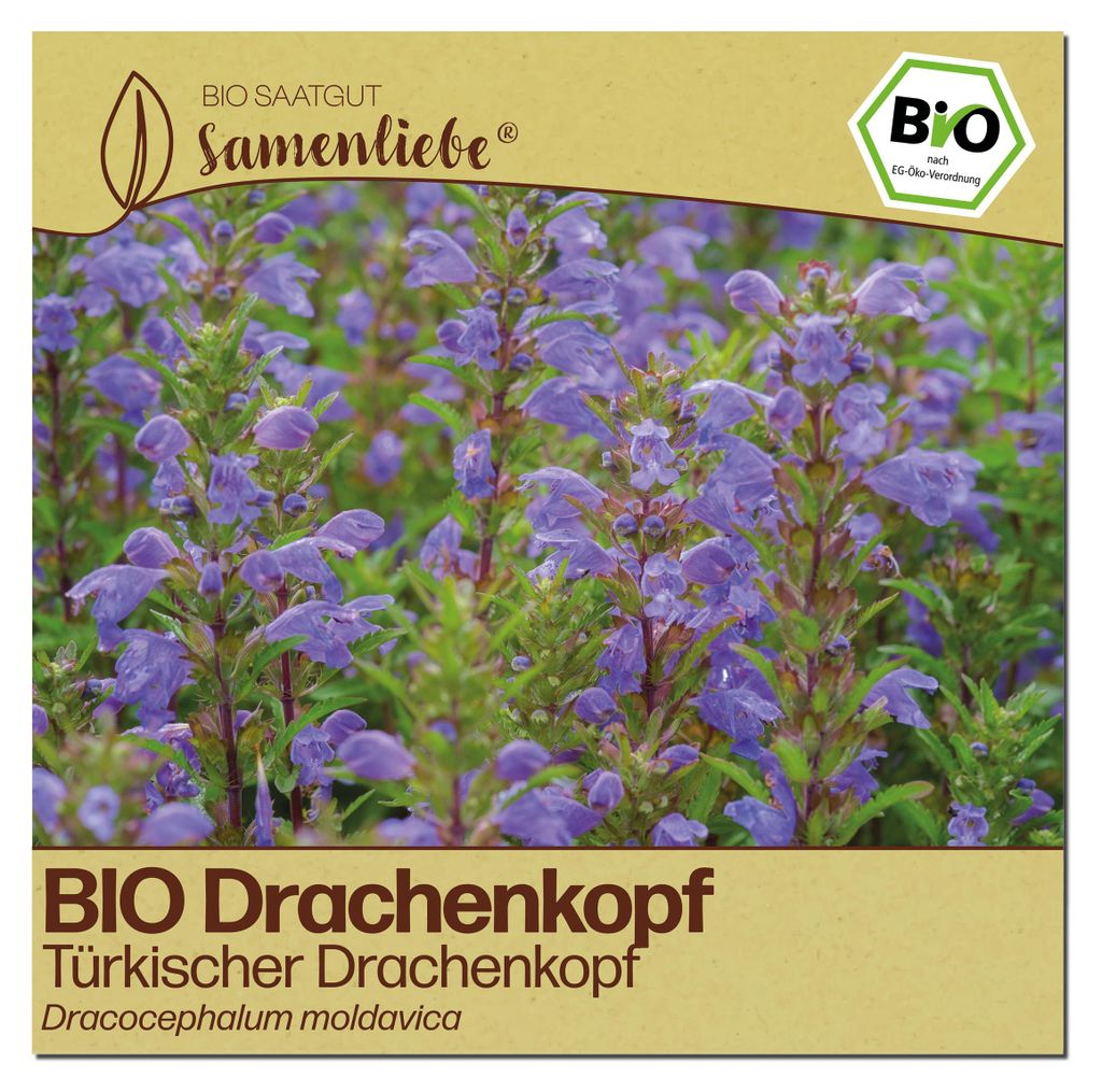 Samenliebe  Drachenkopf Samen | Türkischer Drachenkopf - Produktbild 