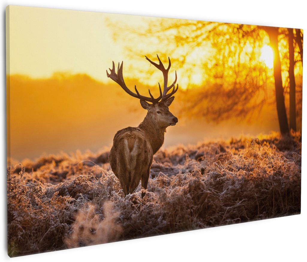 Wallario Premium Leinwandbild stattlicher Rothirsch im Morgengrauen in Größe 60 x 90 cm